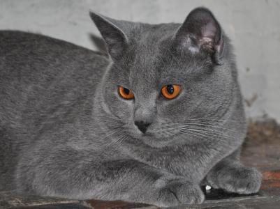 Le chartreux