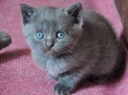 Chartreux Femelle