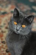 Chartreux Femelle