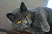 Chartreux Femelle