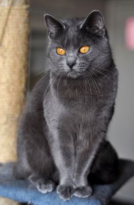 Chartreux Femelle