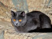 Chartreux Femelle