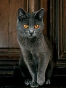 Chartreux Femelle