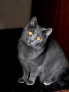 Chartreux Femelle