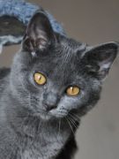 Chartreux Femelle