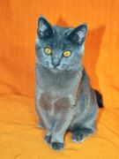 Chartreux Femelle