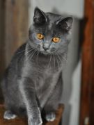 Chartreux Femelle