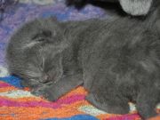 Chatons de Florette