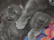 Florette kittens