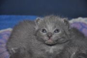 Chatons de Florette