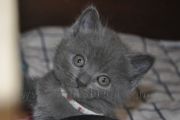Chatons de Florette