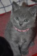Chatons de Florette