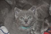 Chatons de Florette