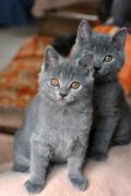 Florette kittens