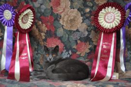 Le chartreux Frida et ses prix