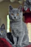 Hortense kittens