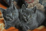 Hortense kittens
