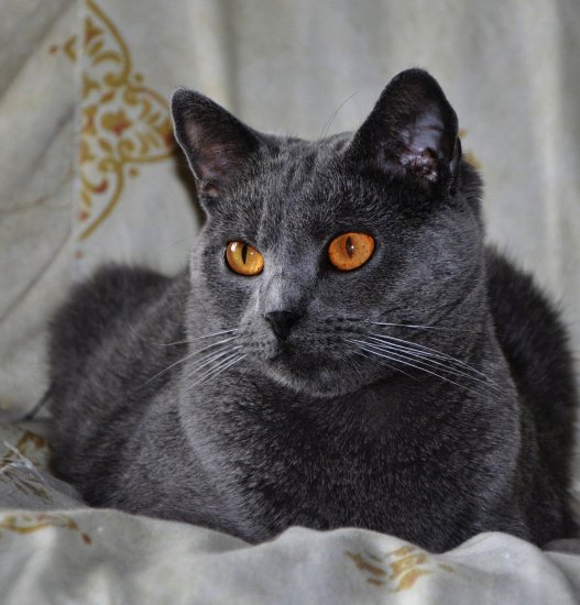 Le chartreux