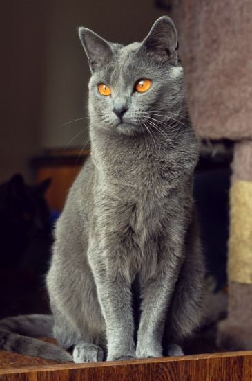 Le chartreux