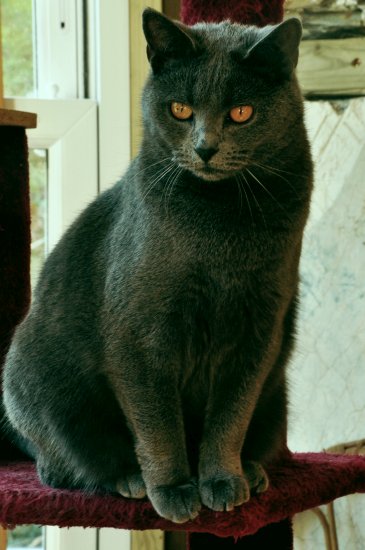 Le chartreux