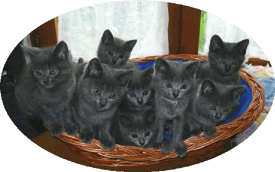 Le chartreux