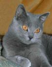 Chats chartreux femelles