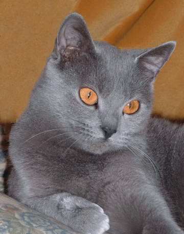 Le chartreux