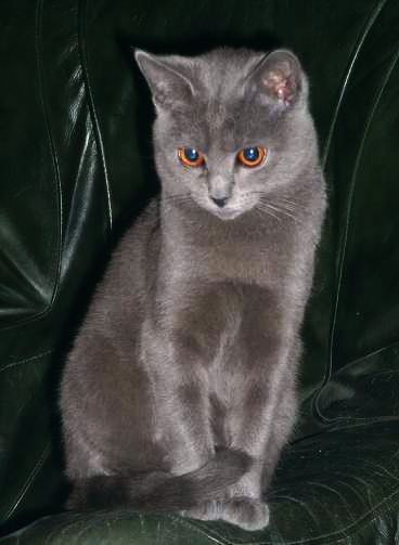 Le chartreux