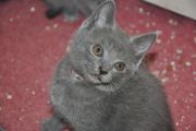 Chatons de Terence