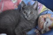 Chatons de Terence