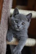 Chatons de Terence