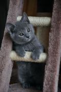 Chatons de Terence