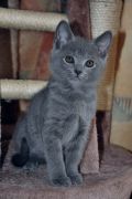 Chatons de Terence
