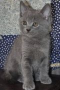 Chatons de Terence