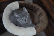 Chatons de Terence