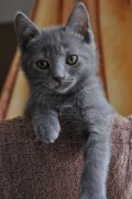 Chatons de Terence