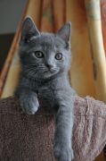 Chatons de Terence