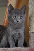Chatons de Terence