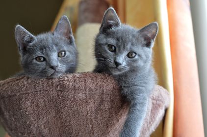 Chatons de Terence