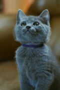 Chatons de Terence