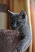 Chatons de Terence