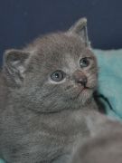 Terence kittens