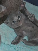 Terence kittens