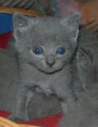 Chaton Chartreux
