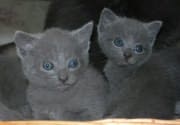 Chaton Chartreux