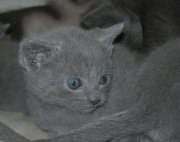 Chaton Chartreux
