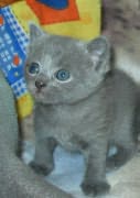 Chaton Chartreux