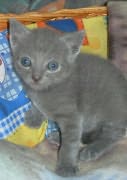 Chaton Chartreux