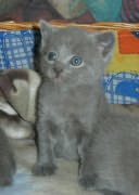 Chaton Chartreux