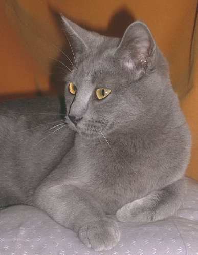 Le chartreux